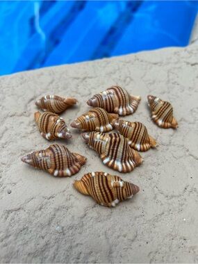 Set of 9 (Septa hepatica) Black Stripped Triton sells.